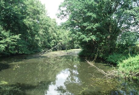 Foto: Ein reaktivierter Altarm der Hase bei Haselünne-Eltern. Beidseitig findet sich entlang der Ufer üppige Vegetation aus Gehölzen, Büschen und Sträuchern.