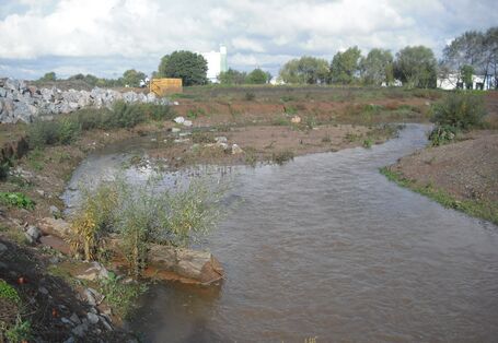 Foto: Am Ufer der Helme liegt ein Raubaum, der mit kleiner Vegetation bewachsen ist. In einer Weitung des Gewässers liegt mittig eine Insel aus Kies.