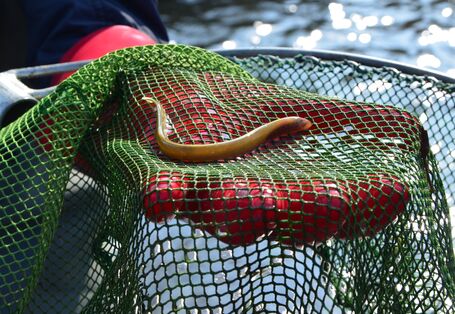 Foto: Eine augenlose, wurmartige Bachneunaugen-Larve in einem von Hand gehaltenem Netz.