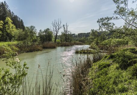 Nahaufnahme des Altwassers bei Thalham mit naturnaher Ufervegetation.