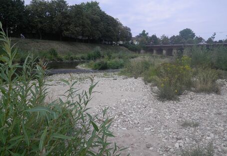 Foto: Eine Kiesbank mit aufkommender Vegetation an der Murg in Rastatt in der Nähe der Franzbrücke.