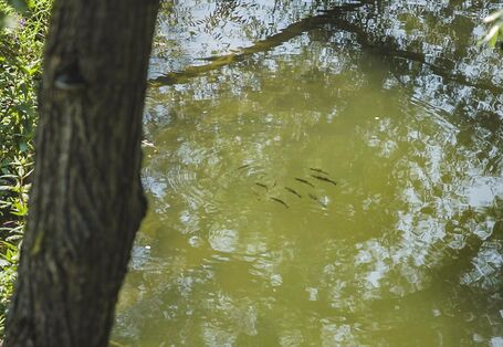 Foto: Ein Fischschwarm an der Wasseroberfläche nahe eines Fischunterstandes, der Schutz vor Räubern bietet.