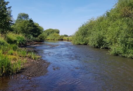 Nahaufnahme der Wümme. Beidseitig hat sich entlang des Gewässers ein dichter Uferbewuchs entwickelt. Im Gewässer bilden Längsbänke aus Kies wertvolle Strukturen.