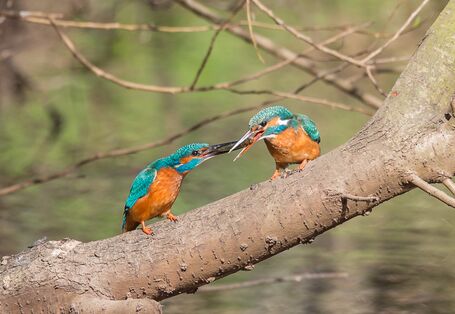 Foto: Zwei Eisvögel sitzen auf einem schweren Ast über einem Gewässer. Zusammen halten sie einen Fisch im Schnabel fest.