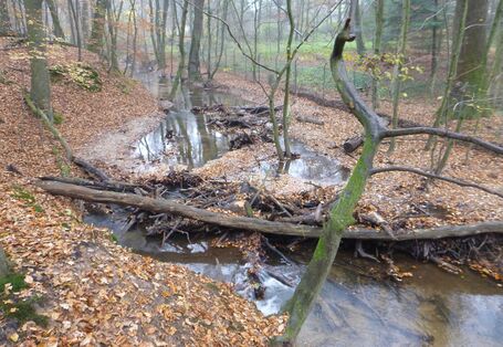 Foto: Waldbach mit querliegendem Stamm, an dem sich angeschwemmtes Holz und Laub angesammelt hat.