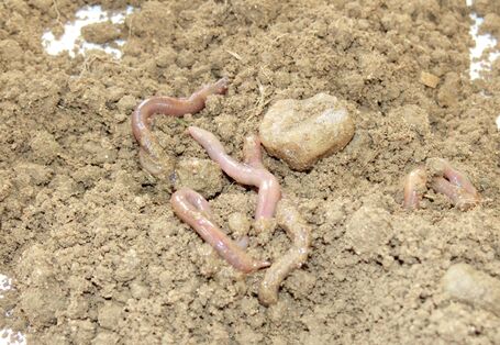 Regenwürmer auf offenem Boden