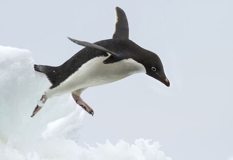 Springender Pinguin