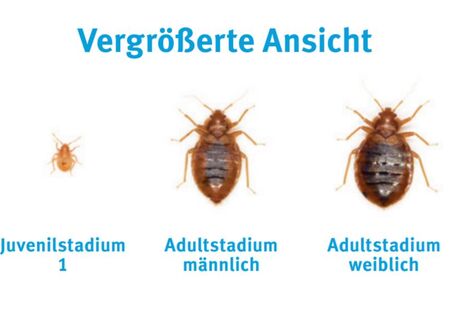 Bettwanzen in verschiedenen Stadien