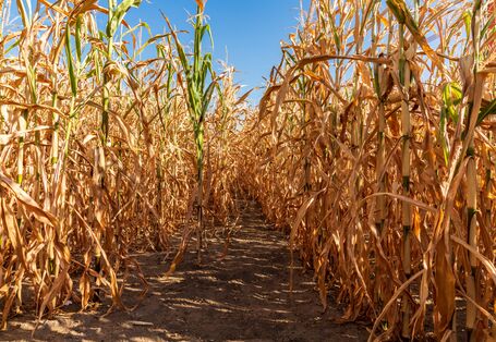 Ausgetrocknetes Maisfeld