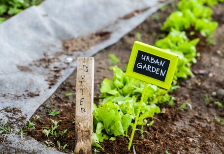 Salatbeet in der Stadt