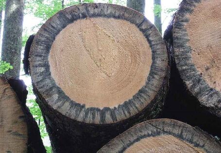 Bläuepilzbefall an gelagertem Nadelholz