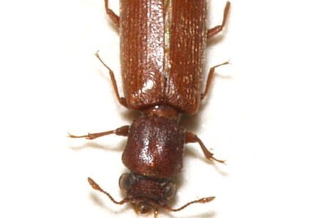 Brauner Splintholzkäfer vor weißem Hintergrund