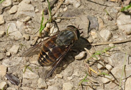 Pferdebremse auf steinigem Boden