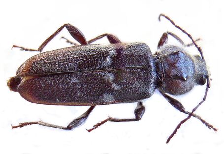 Braun-schwarzer Hausbockkäfer auf weißem Hintergrund