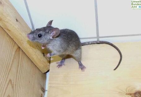 Braungraue Hausratte