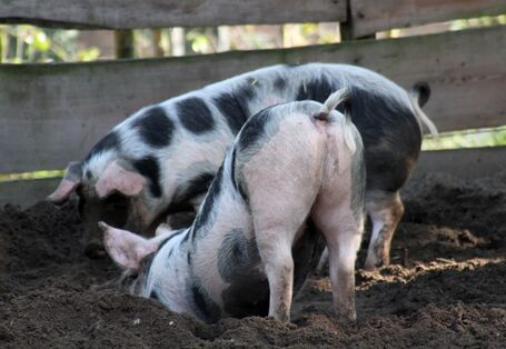 Zwei Schweine wühlen im Dreck