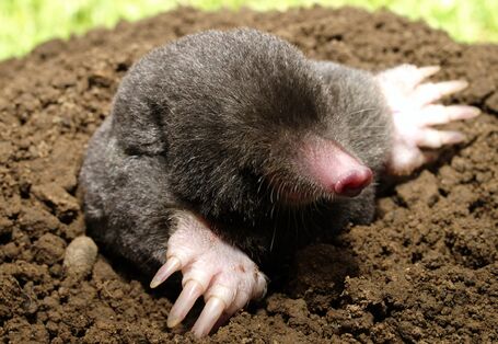 Europäischer Maulwurf in einem Maulwurfshügel