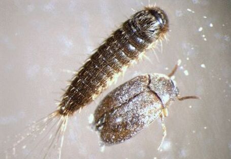 Männlicher adulter Käfer und Larve eines Braunen Pelzkäfers