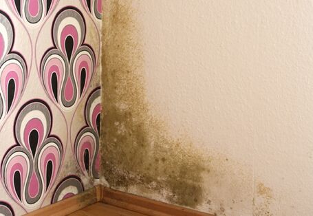 Schimmelbefall einer Wohungswand