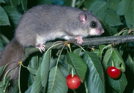 Siebenschläfer in einem Kirschbaum
