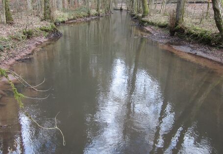 Foto des Flusses Wieslauter