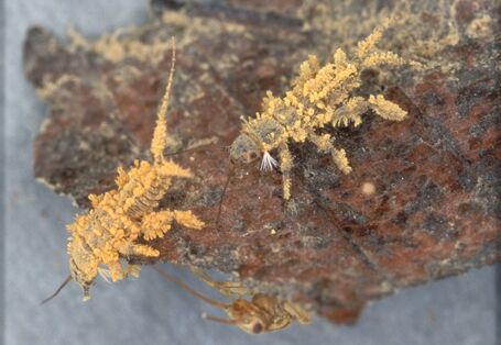 Foto einer Steinfliegenlarve