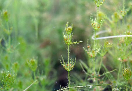 Foto der Raun Armleuchteralge