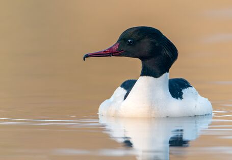 Foto des Gänsesägers