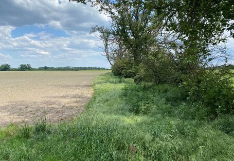 Ein Gewässerrandstreifen welcher bewachsen ist