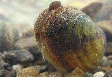 Bild der gemeinen Flussmuschel