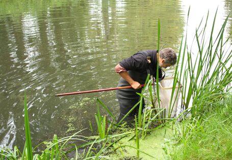 Untersuchung von Insekten am Gewässer