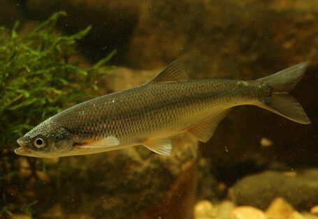 Foto des Fisches mairenke