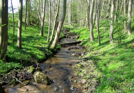Foto eines Baches in einem Wald
