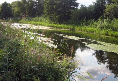 Dicht bewachsenes Ufer im Nebel