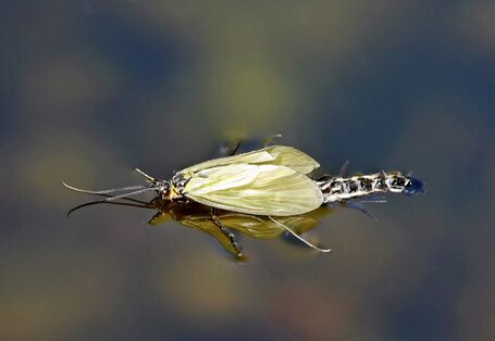 Eine Aufnahme der Köcherfliegenart Oligotricha striata kurz nach dem Schlupf, zu erkennen an den gelben Flügeln