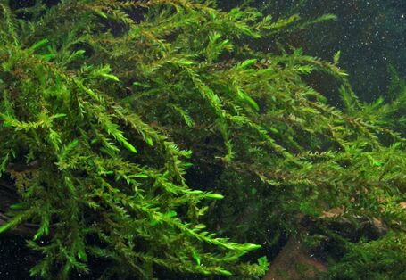 Fotografie von Quellmoos