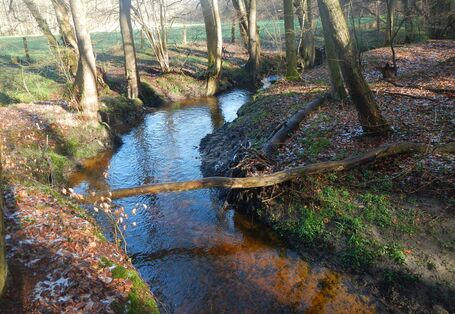Foto des Flusses Schönebecker Aue
