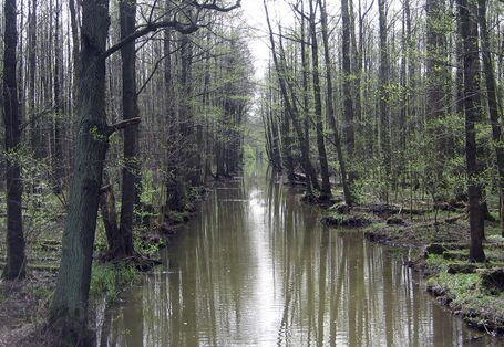 Kanal im Spreewald