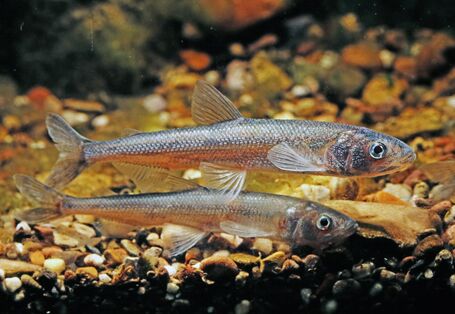 Foto vom Europäischen Stint