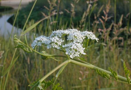 Foto vom Schierlingswasserfenchel