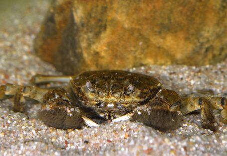 Foto der Chinesichen Wollhandkrabbe