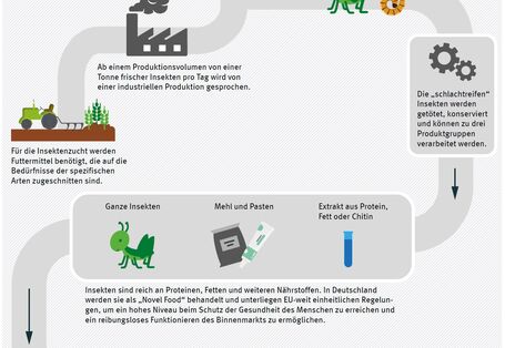 Diagramm Herstellungsverfahren essbarer Insekten