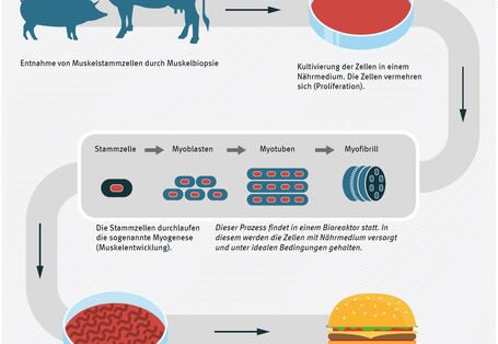 Diagramm Herstellungsverfahren In-vitro-Fleisch