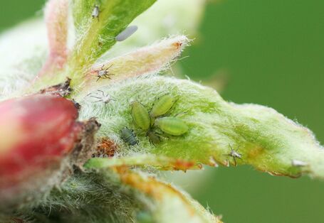 Junger Apfelbaumtrieb mit Apfelgrasläusen.