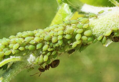 Apfelbaumtrieb mit starkem Befall durch die Grüne Apfelblattlaus.