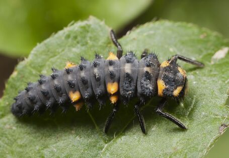 Marienkäferlarve auf Blatt