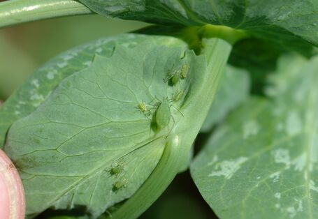 Erbsenblatt mit einigen Grünen Erbsenläusen