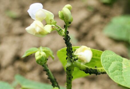 Bohnentrieb mit weißen Blüten und starkem Befall durch die Schwarze Bohnenblattlaus.