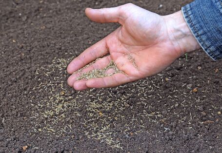 Hand mit Rasensaatgut