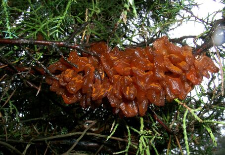 Aufgequollene Sporenlager an Wacholder.
